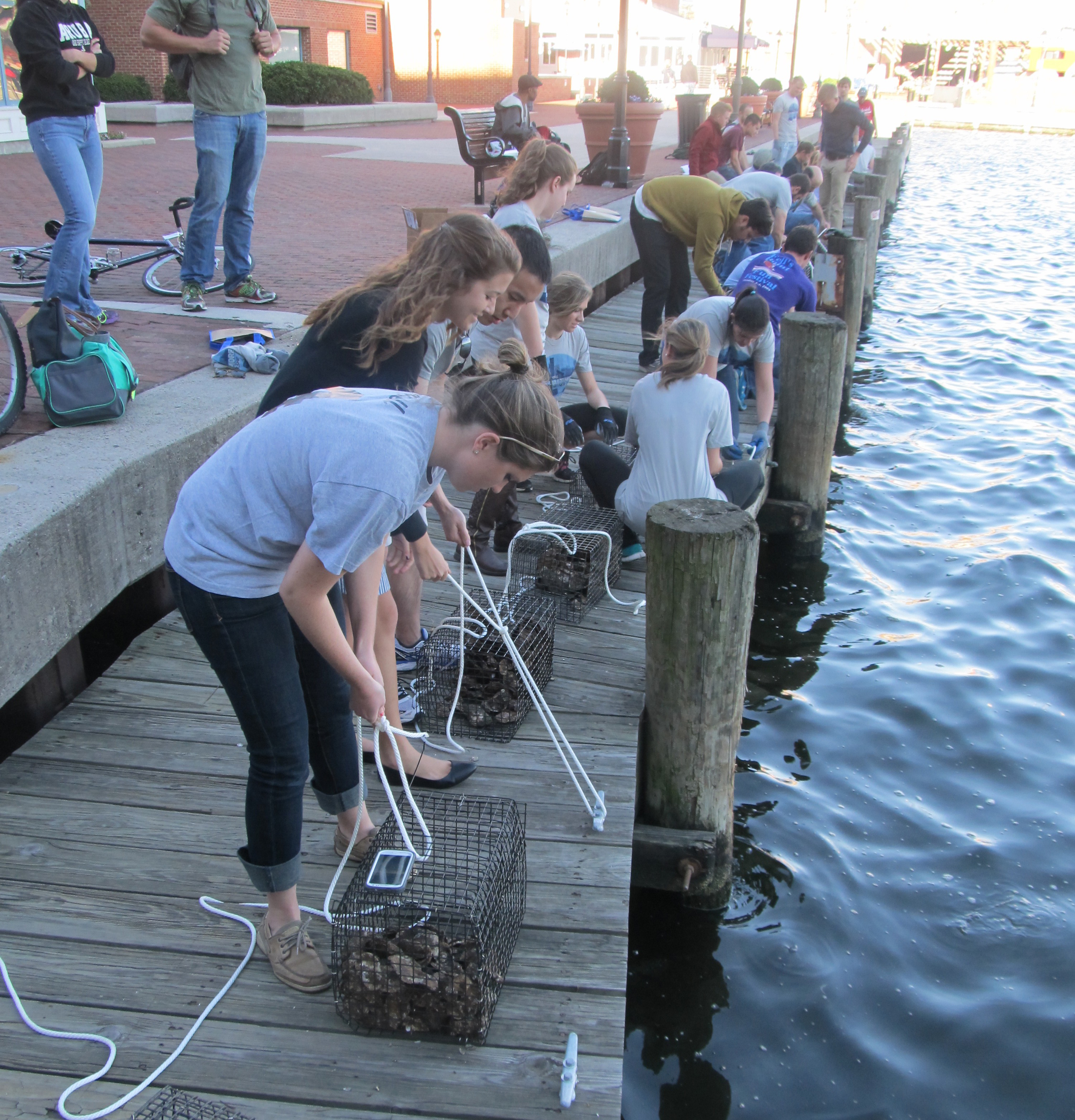 oyster spat live