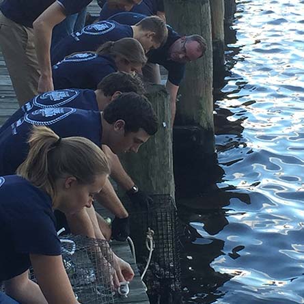 Adding oyster cages in the harbor